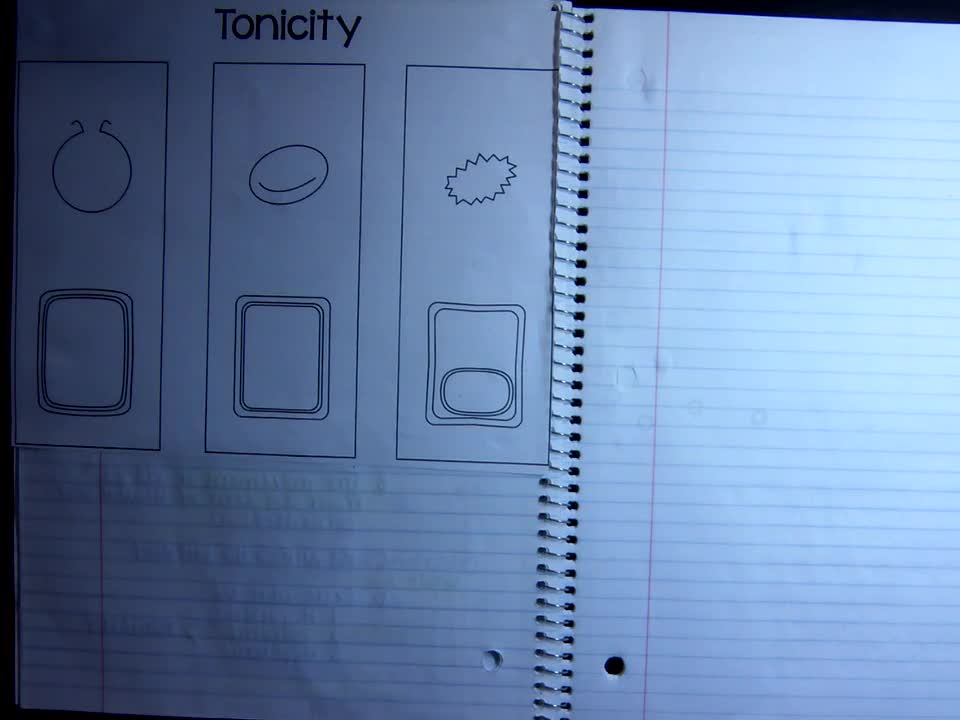 Tonicity Hypertonic And Hypotonic Akins Early College High School