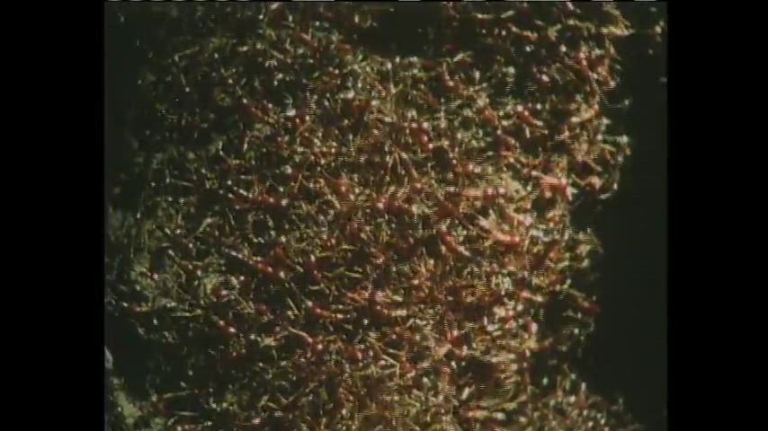 Ants: Little Creatures Who Run The World