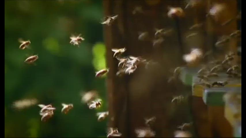 Bees: Tales from the Hive