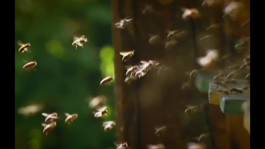 Bees: Tales from the Hive