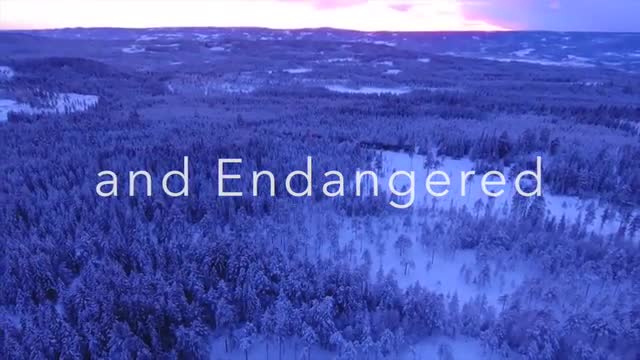 Global Issues Project Video