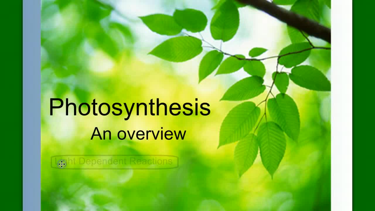 Photosynthesis Part 1 Kealakehe High School