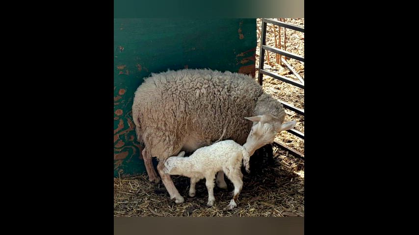 The first 2026 farm babies joined our Hunter family.