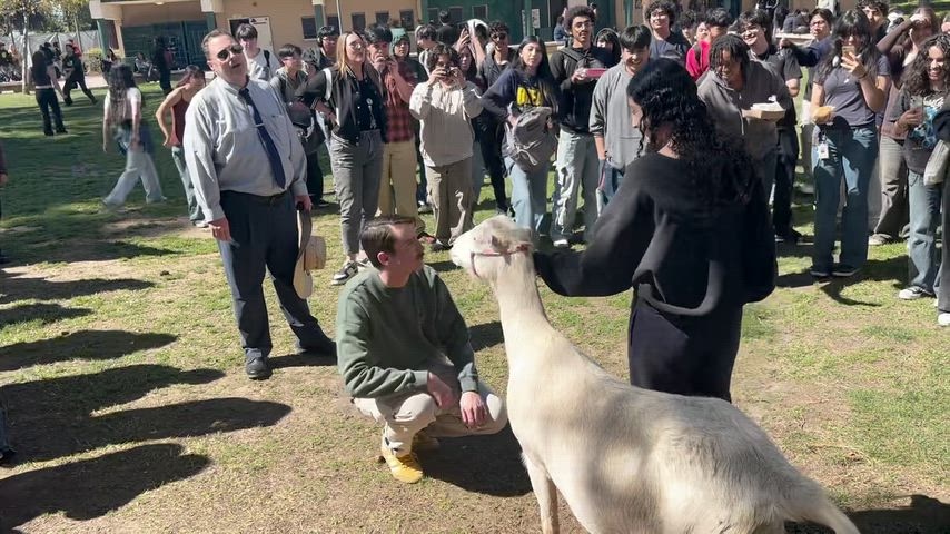 Mr. Studt kisses a goat